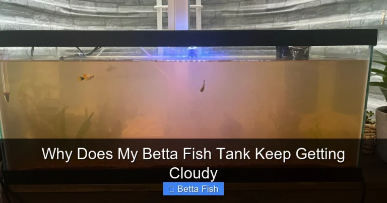 Why Does My Betta Fish Tank Keep Getting Cloudy