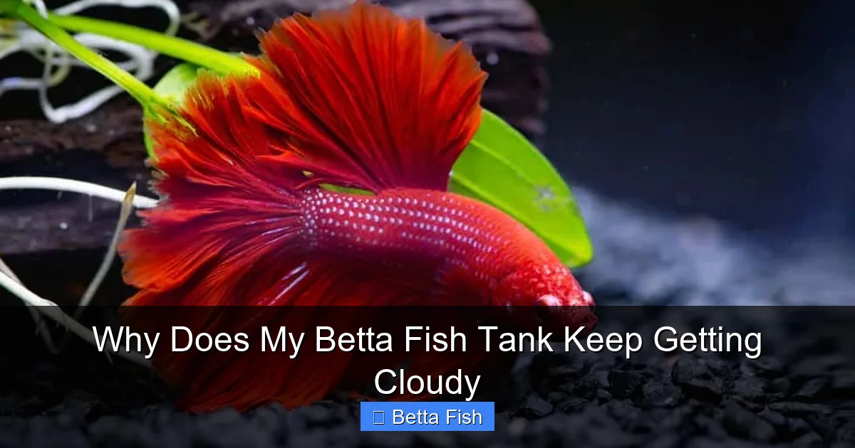 Why Does My Betta Fish Tank Keep Getting Cloudy