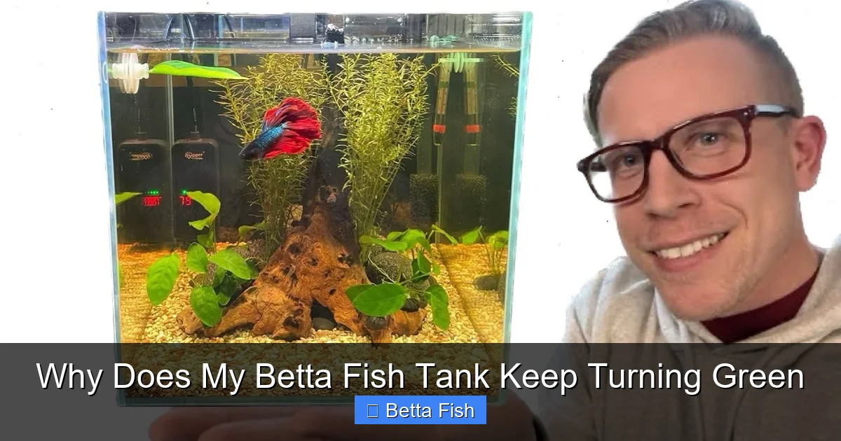 Why Does My Betta Fish Tank Keep Turning Green