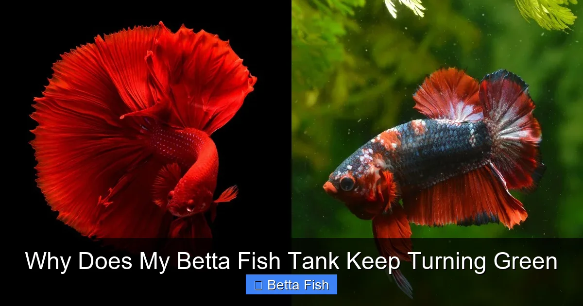 Why Does My Betta Fish Tank Keep Turning Green