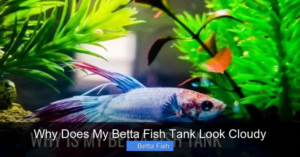 Why Does My Betta Fish Tank Look Cloudy