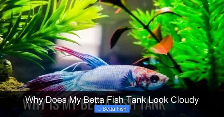 Why Does My Betta Fish Tank Look Cloudy