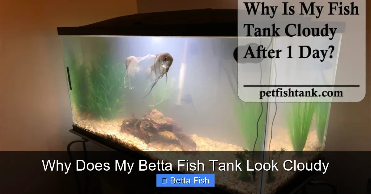 Why Does My Betta Fish Tank Look Cloudy
