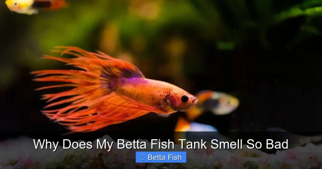 Why Does My Betta Fish Tank Smell So Bad
