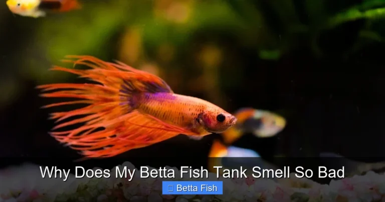 Why Does My Betta Fish Tank Smell So Bad