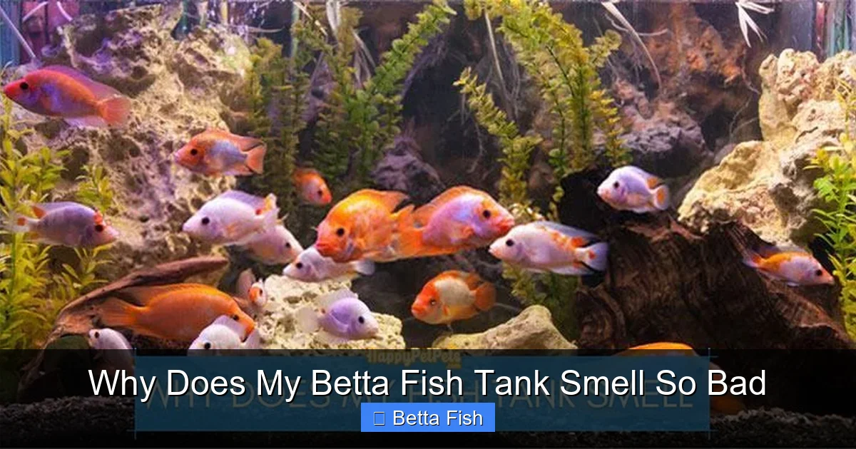 Why Does My Betta Fish Tank Smell So Bad