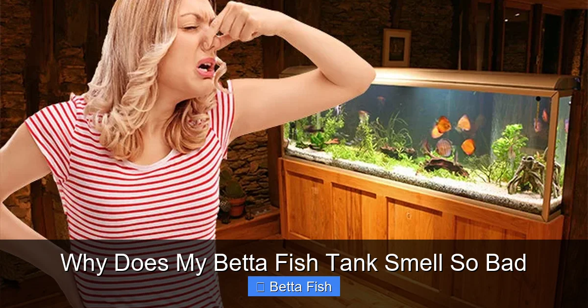 Why Does My Betta Fish Tank Smell So Bad