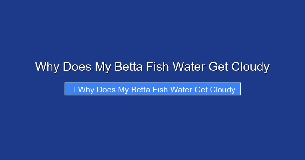 Why Does My Betta Fish Water Get Cloudy