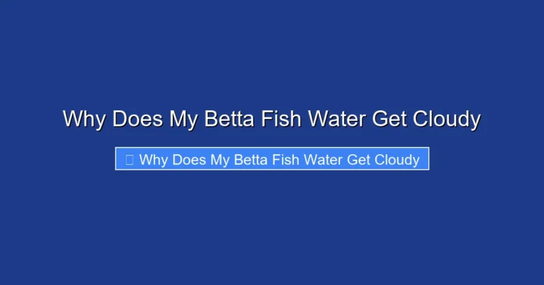 Why Does My Betta Fish Water Get Cloudy