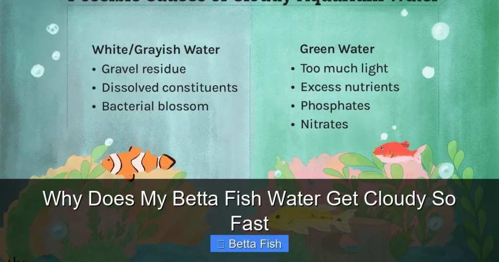 Why Does My Betta Fish Water Get Cloudy So Fast