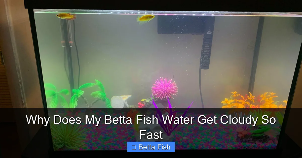 Why Does My Betta Fish Water Get Cloudy So Fast