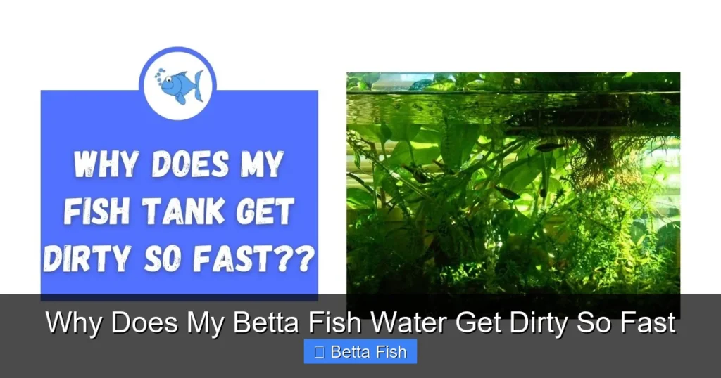 Why Does My Betta Fish Water Get Dirty So Fast