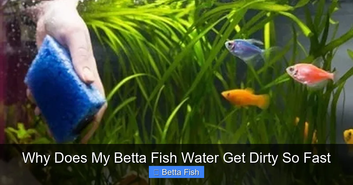 Why Does My Betta Fish Water Get Dirty So Fast