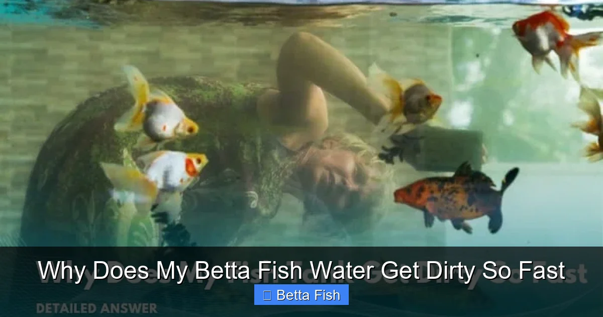 Why Does My Betta Fish Water Get Dirty So Fast