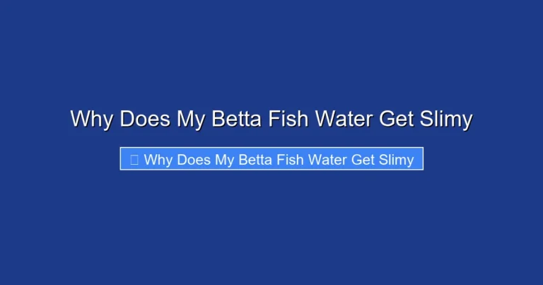 Why Does My Betta Fish Water Get Slimy