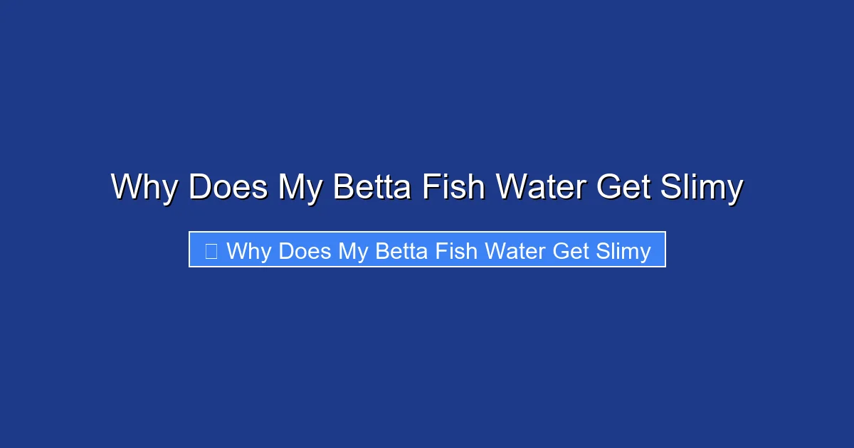 Why Does My Betta Fish Water Get Slimy