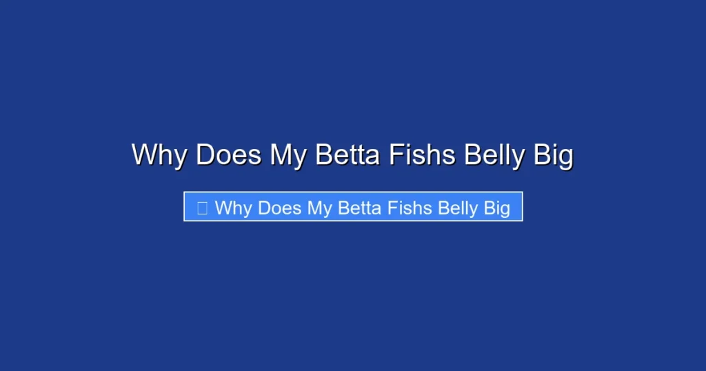 Why Does My Betta Fishs Belly Big