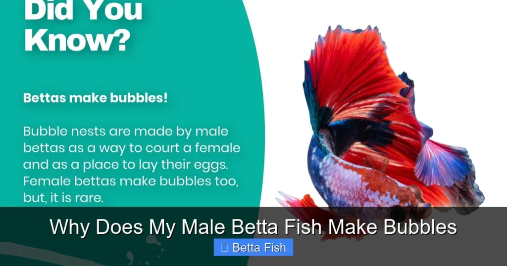 Why Does My Male Betta Fish Make Bubbles