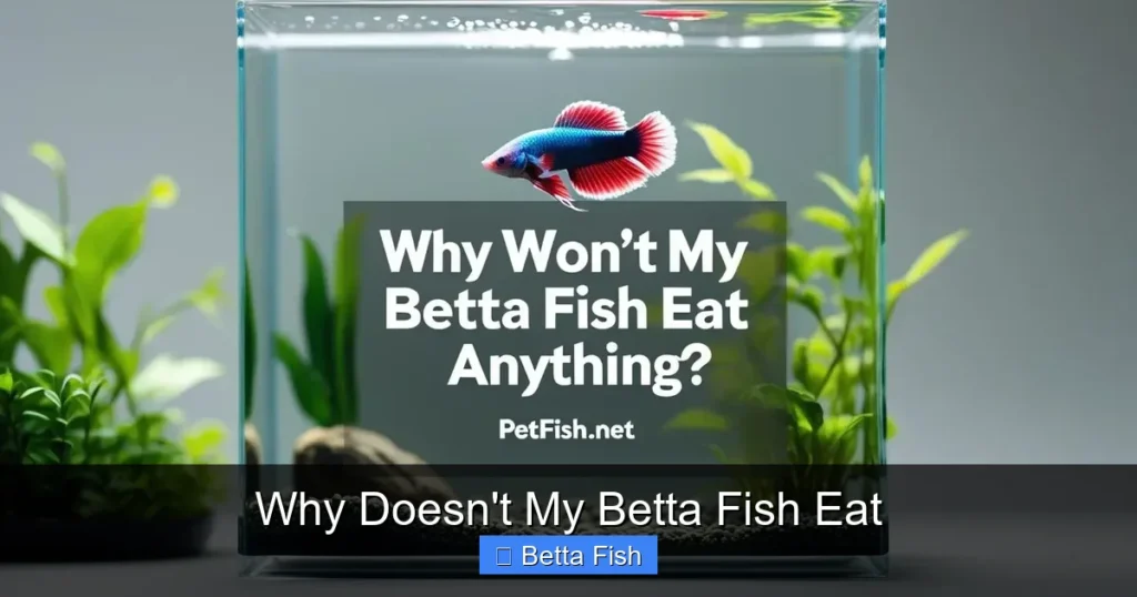 Why Doesn't My Betta Fish Eat