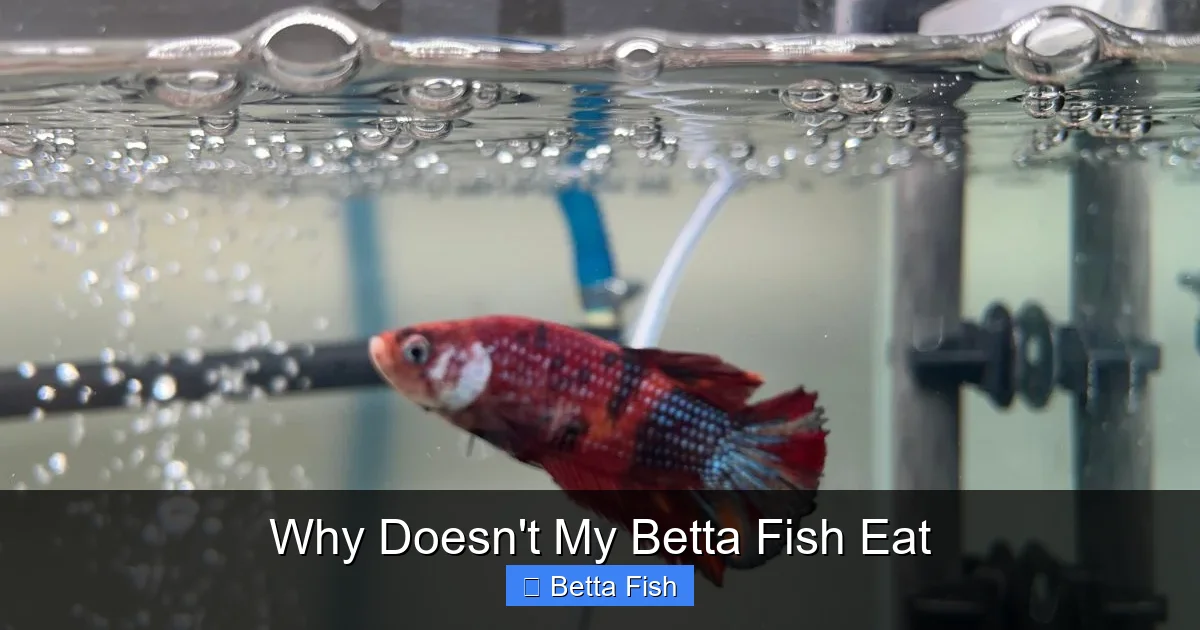 Why Doesn't My Betta Fish Eat