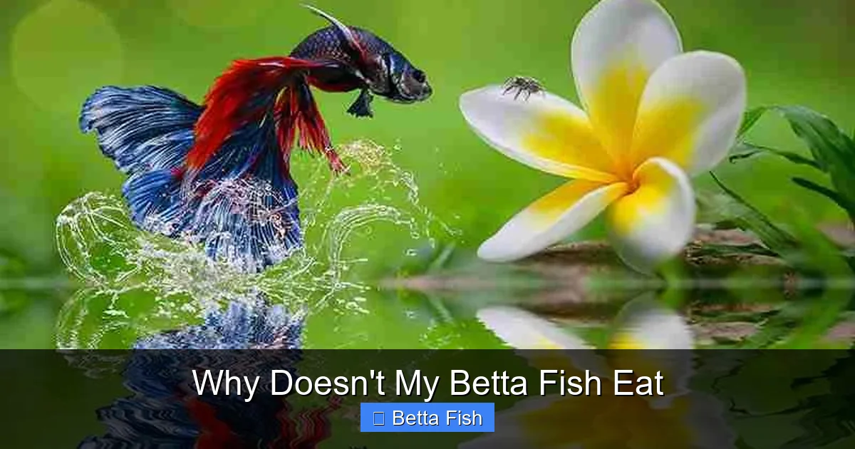 Why Doesn't My Betta Fish Eat