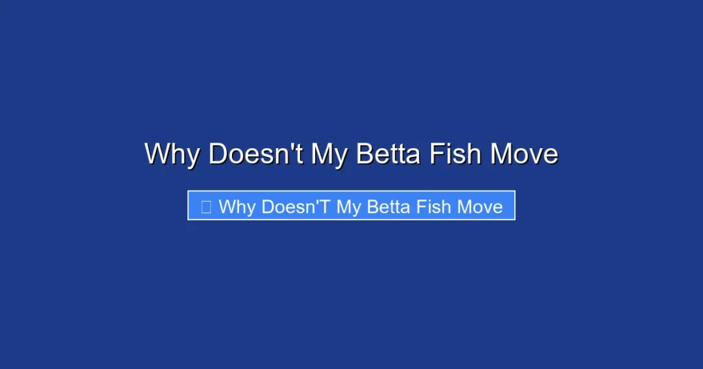 Why Doesn't My Betta Fish Move