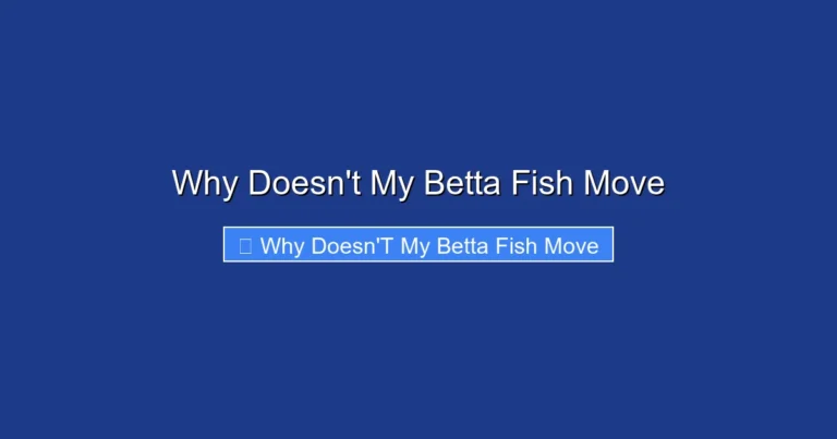 Why Doesn't My Betta Fish Move