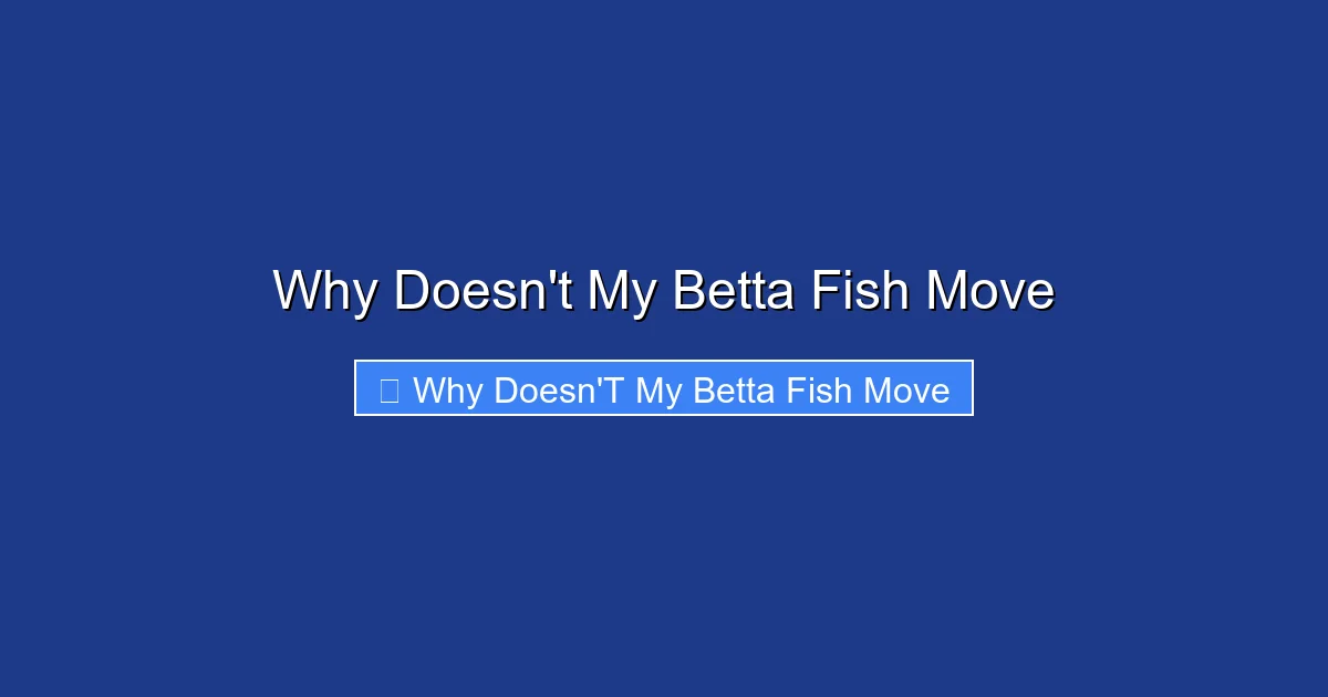 Why Doesn't My Betta Fish Move