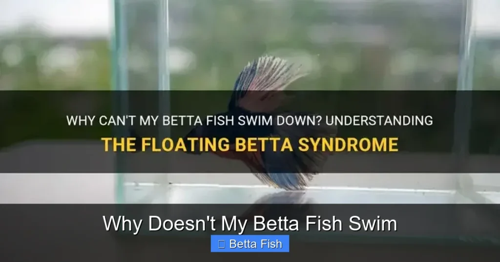 Why Doesn't My Betta Fish Swim