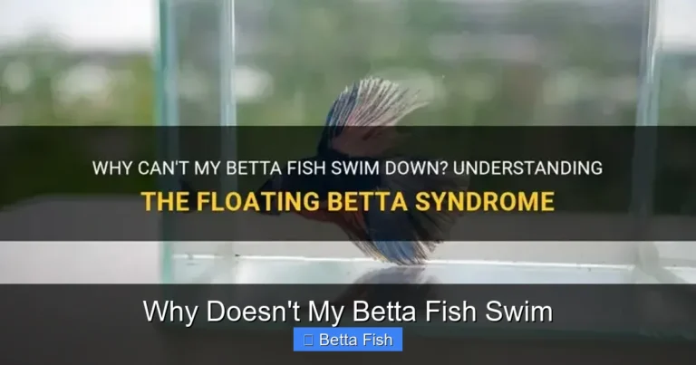 Why Doesn't My Betta Fish Swim