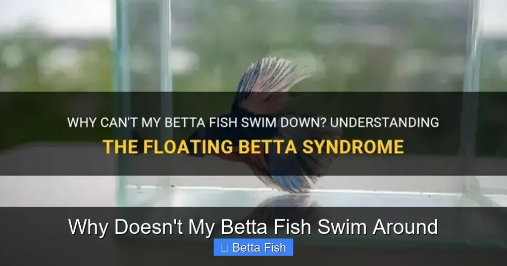 Why Doesn't My Betta Fish Swim Around