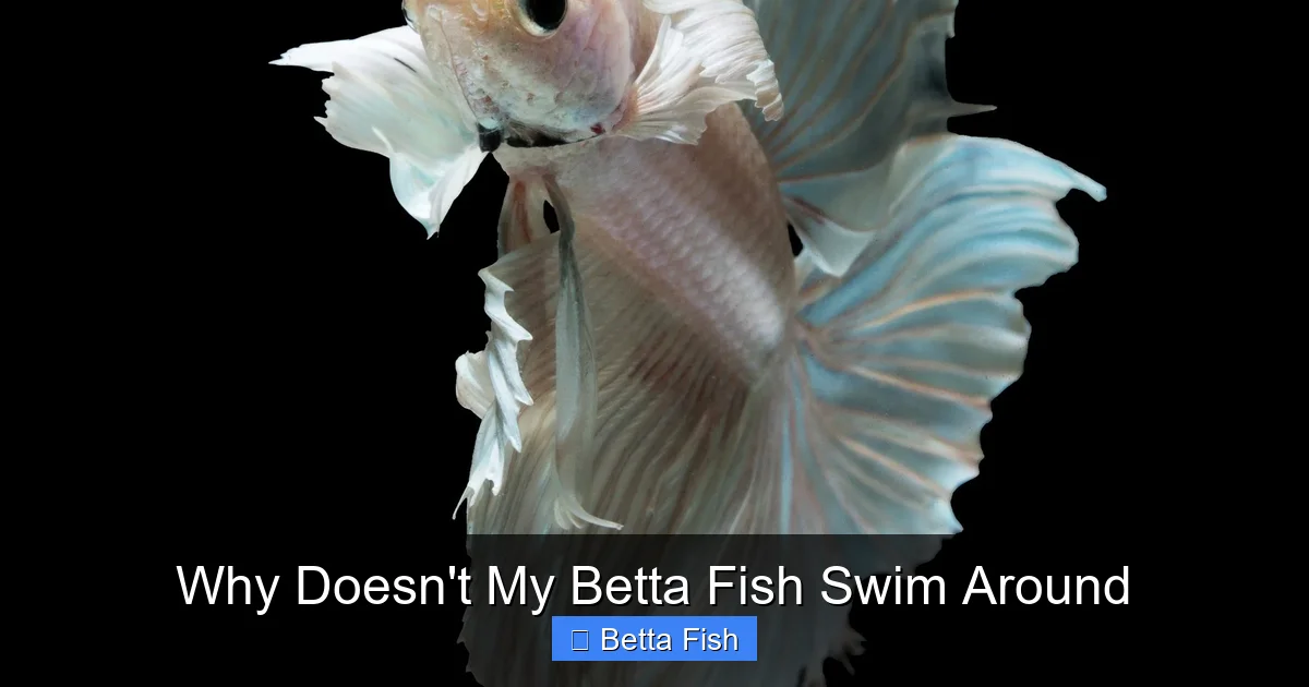 Why Doesn't My Betta Fish Swim Around