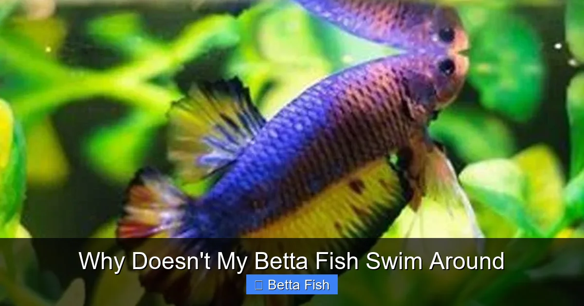 Why Doesn't My Betta Fish Swim Around