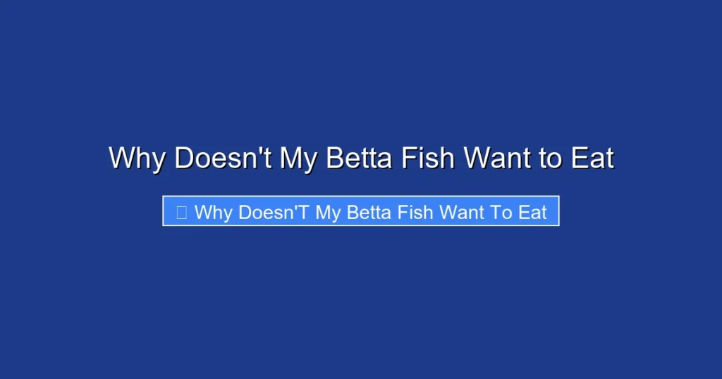 Why Doesn't My Betta Fish Want to Eat