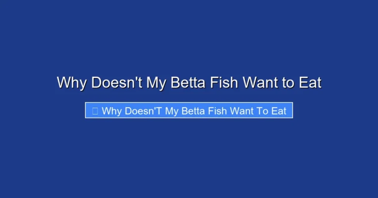 Why Doesn't My Betta Fish Want to Eat