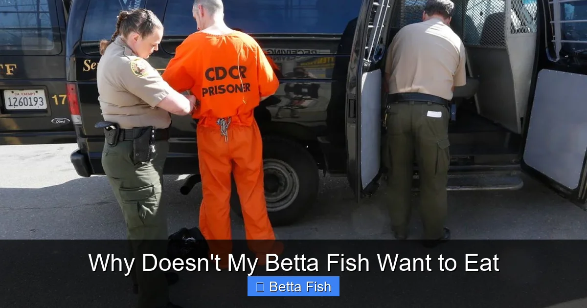 Why Doesn't My Betta Fish Want to Eat