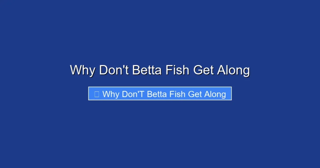 Why Don't Betta Fish Get Along