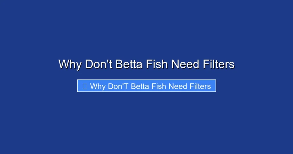 Why Don't Betta Fish Need Filters