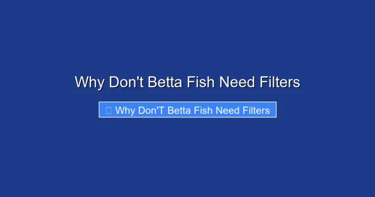 Why Don't Betta Fish Need Filters