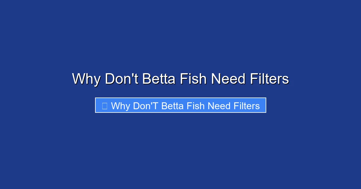 Why Don't Betta Fish Need Filters
