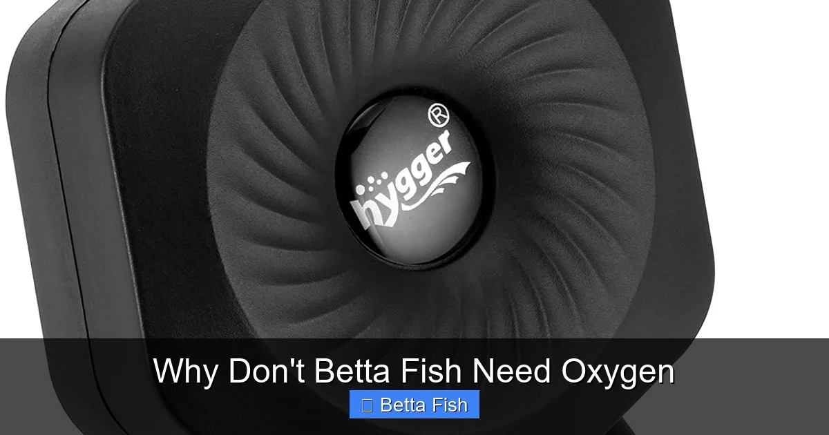 Why Don't Betta Fish Need Oxygen