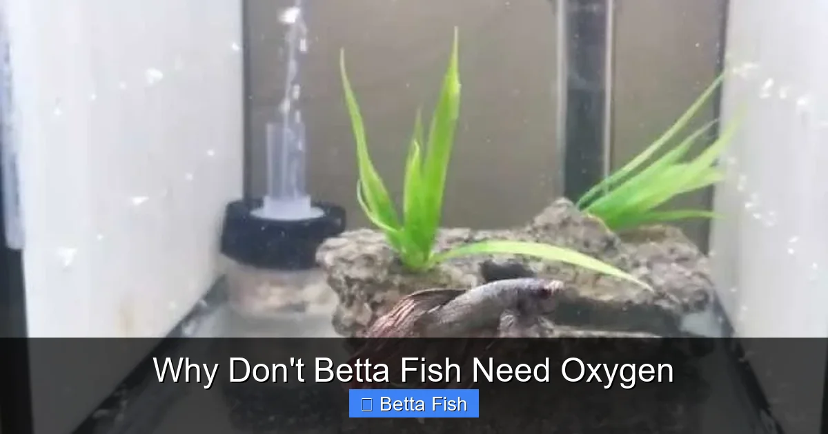 Why Don't Betta Fish Need Oxygen