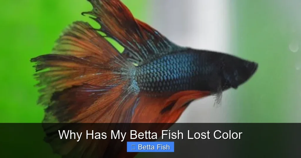 Why Has My Betta Fish Lost Color