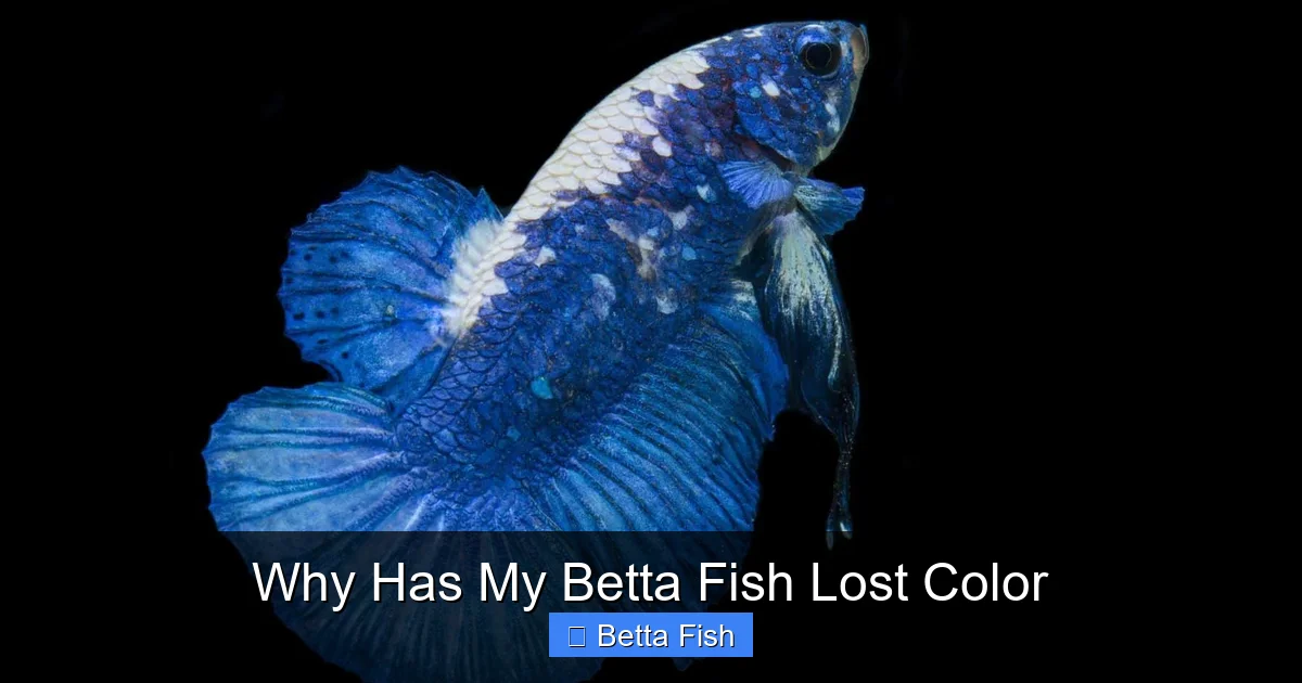 Why Has My Betta Fish Lost Color