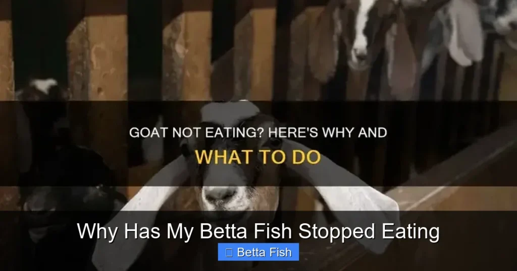 Why Has My Betta Fish Stopped Eating