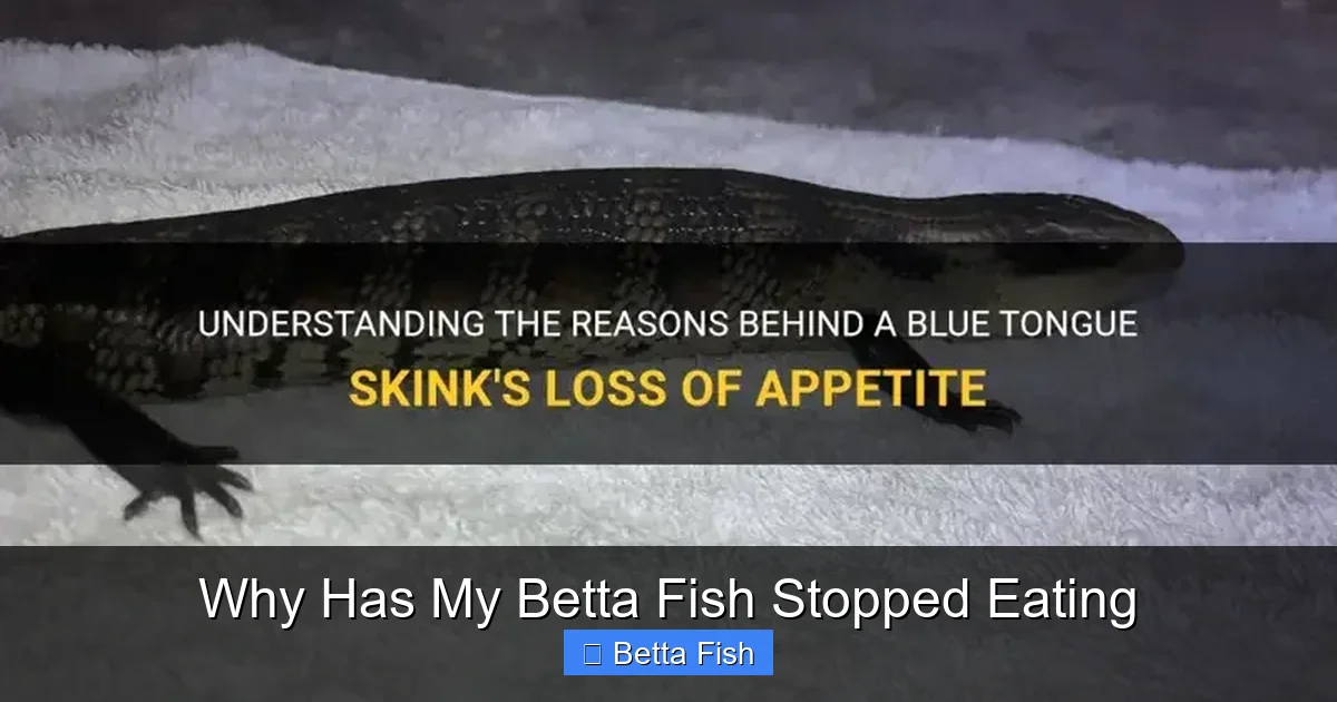 Why Has My Betta Fish Stopped Eating