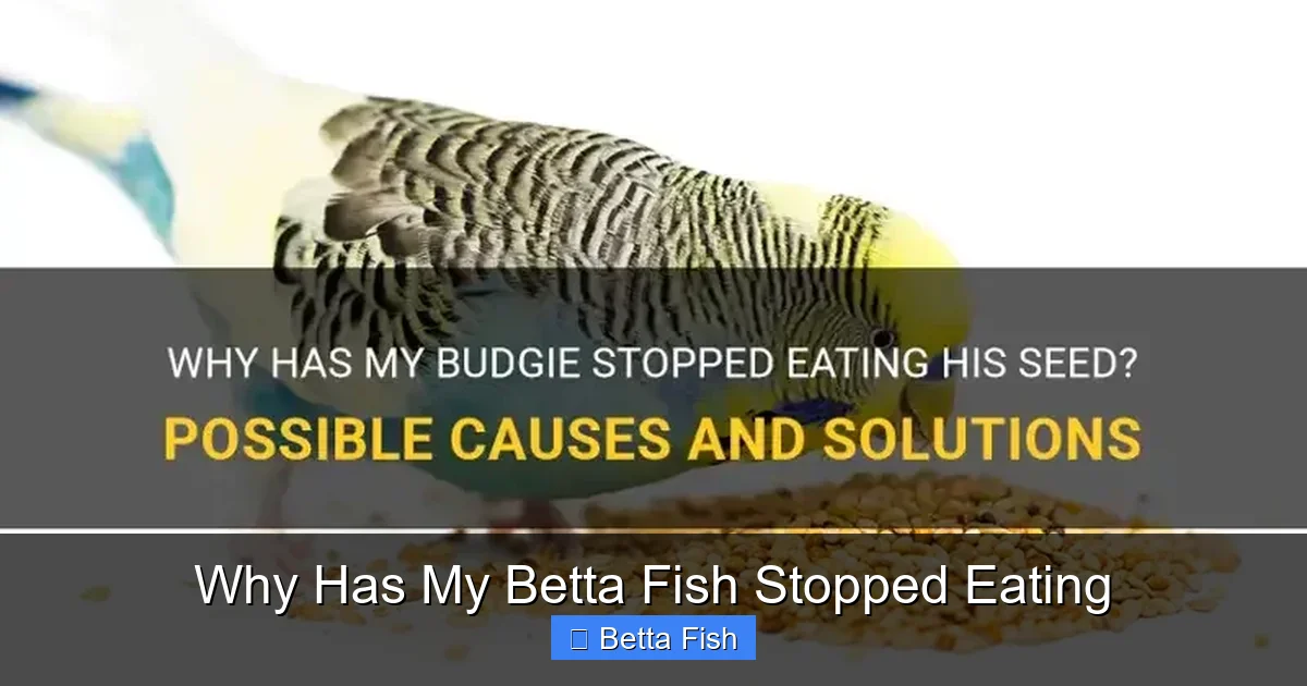 Why Has My Betta Fish Stopped Eating