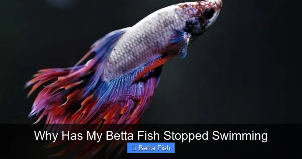 Why Has My Betta Fish Stopped Swimming