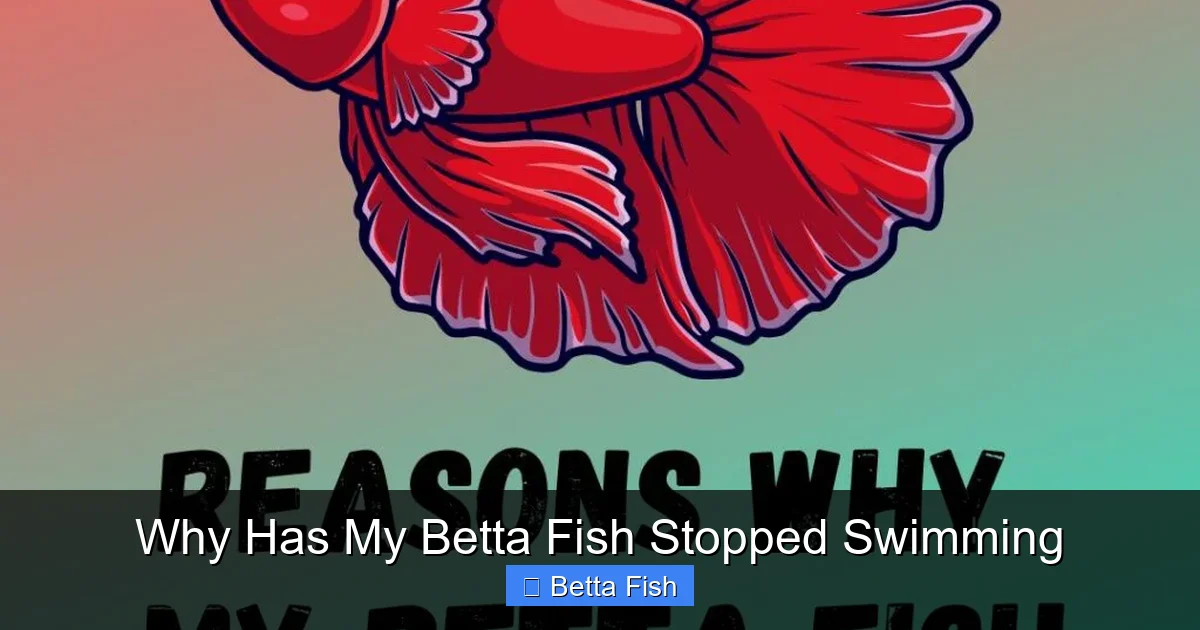 Why Has My Betta Fish Stopped Swimming