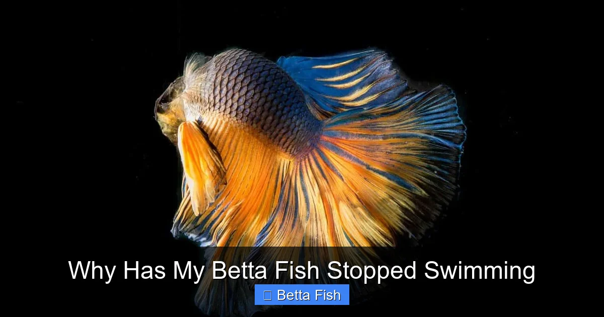 Why Has My Betta Fish Stopped Swimming